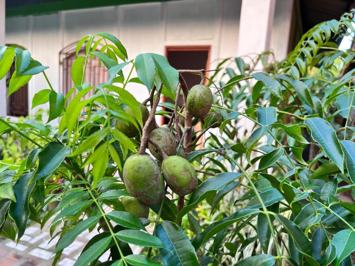 Natural Experience House 托尔图格罗 外观 照片